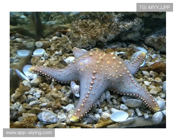 海星手机官网中的高清显示设备使用体验分享